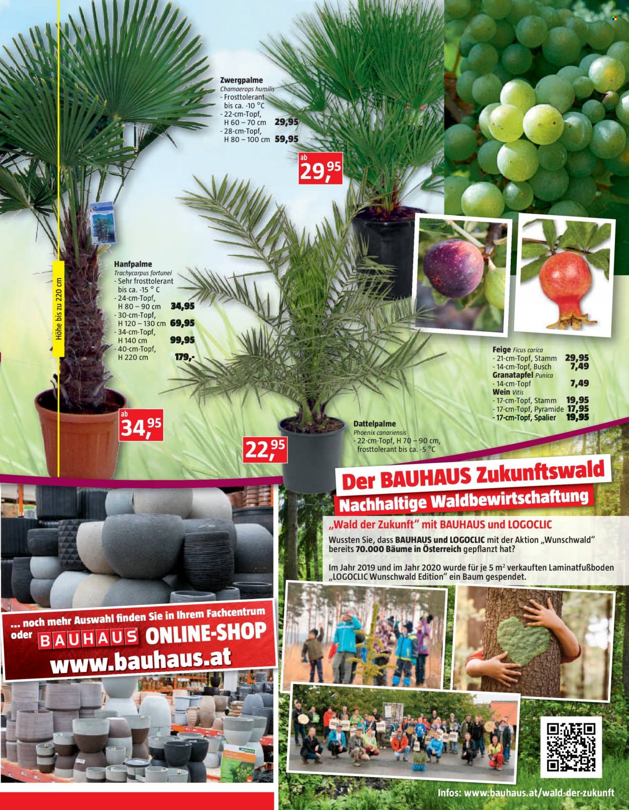 Angebote Bauhaus - 1.6.2022 - 2.7.2022 - Verkaufsprodukte - Logoclic, Ficus. Seite 25.