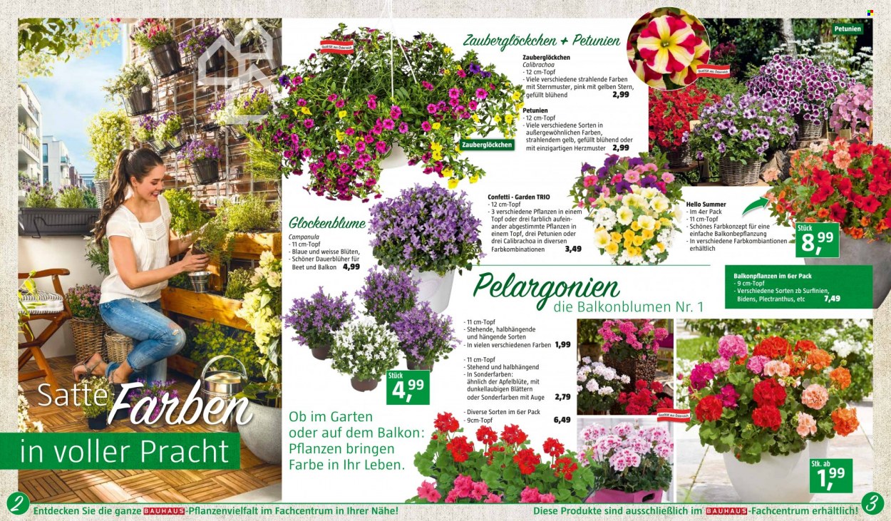 Angebote Bauhaus - Verkaufsprodukte - Campanula, Pelargonie, Frühlingsblumen. Seite 2.