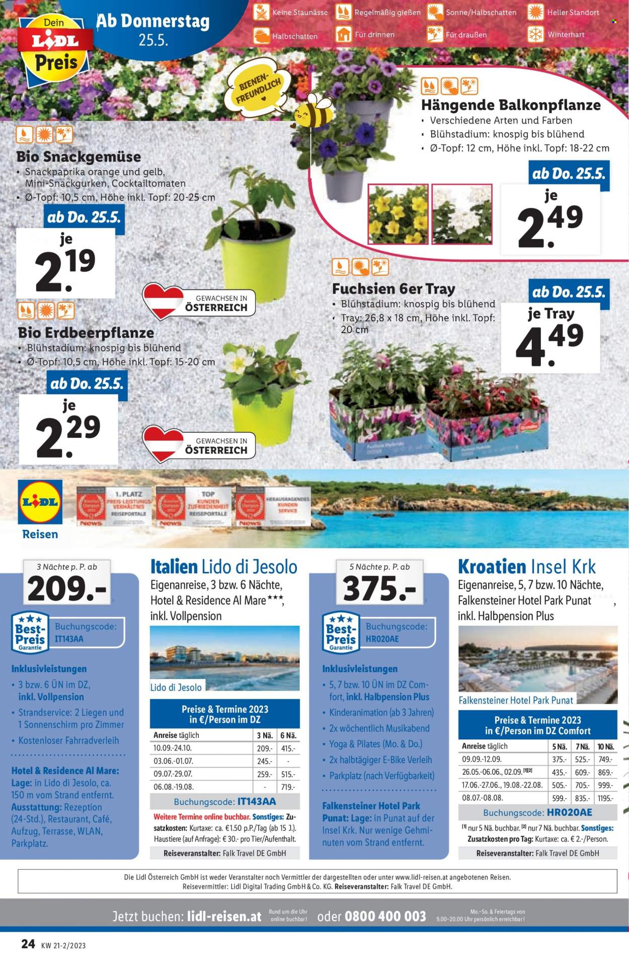 Angebote Lidl - 25.5.2023 - 31.5.2023 - Verkaufsprodukte - Paprika, Gurken, Sonnenschirm, Erdbeerpflanze, Fuchsie. Seite 24.