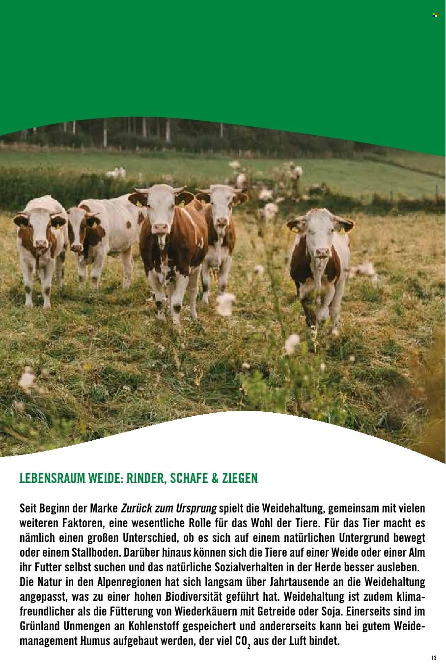 Angebote Hofer. Seite 1