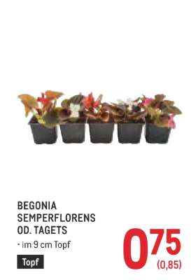 BEGONIA SEMPERFLORENS OD. TAGETS