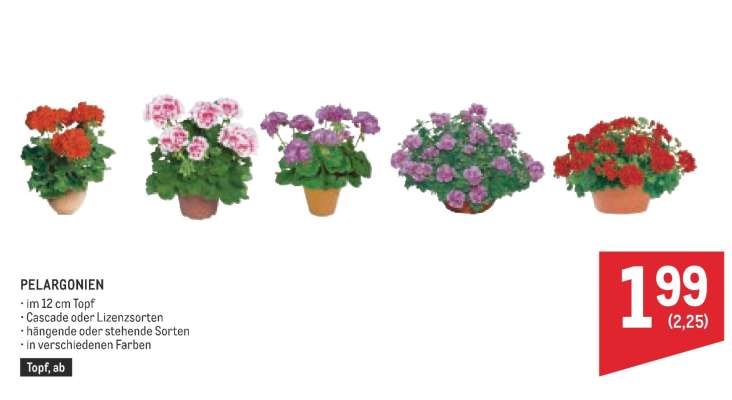 PELARGONIEN