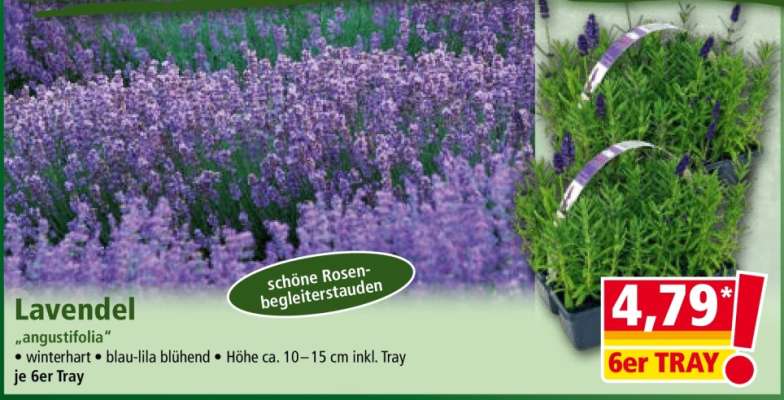 LAVENDEL