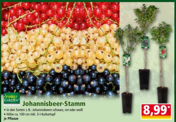 Johannisbeer-Stamm