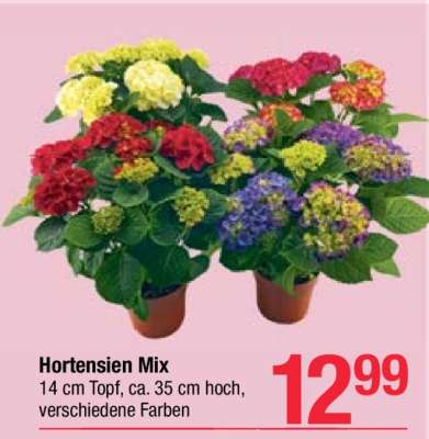 Hortensien Mix