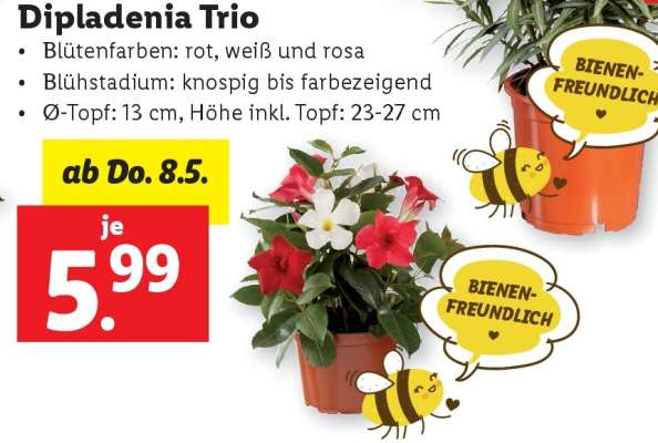 Dipladenia Trio