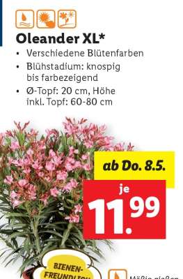Oleander XL