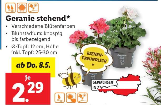Geranie stehend