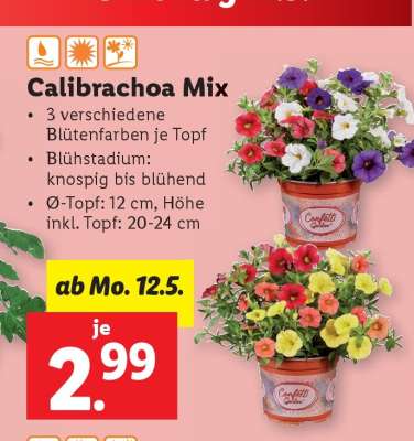 Calibrachoa Mix