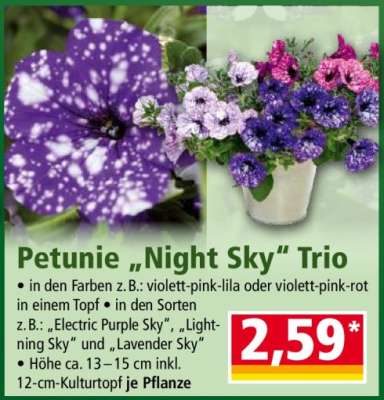 Petunie „Night Sky“ Trio