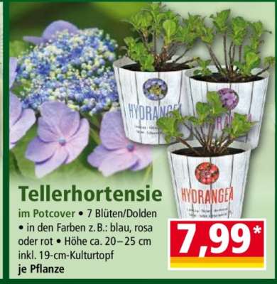 Tellerhortensie