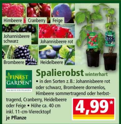 Spalierobst winterhart