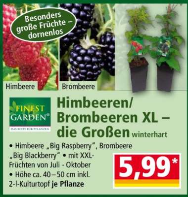 Himbeeren/Brombeeren XL – die Großen