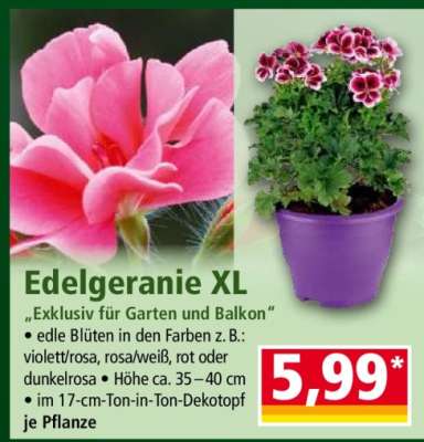 Edelgeranie XL