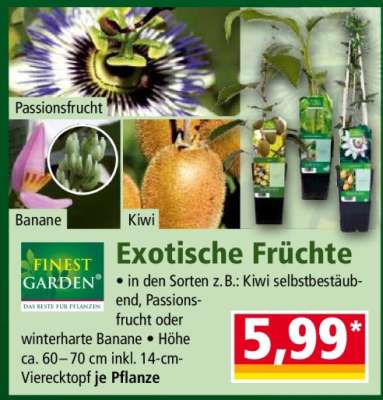 Exotische Früchte