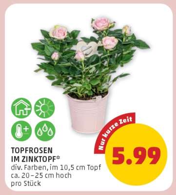 TOPFROSEN IM ZINKTOPF