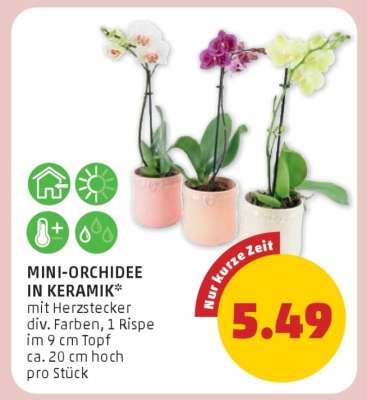MINI-ORCHIDEE IN KERAMIK