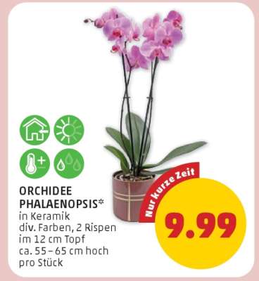 Orchidee Phalaenopsis