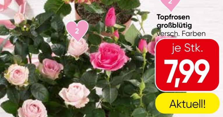 Topfrosen großblütig