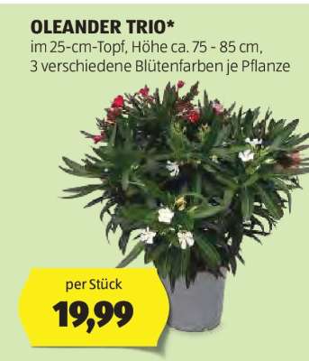 OLEANDER TRIO