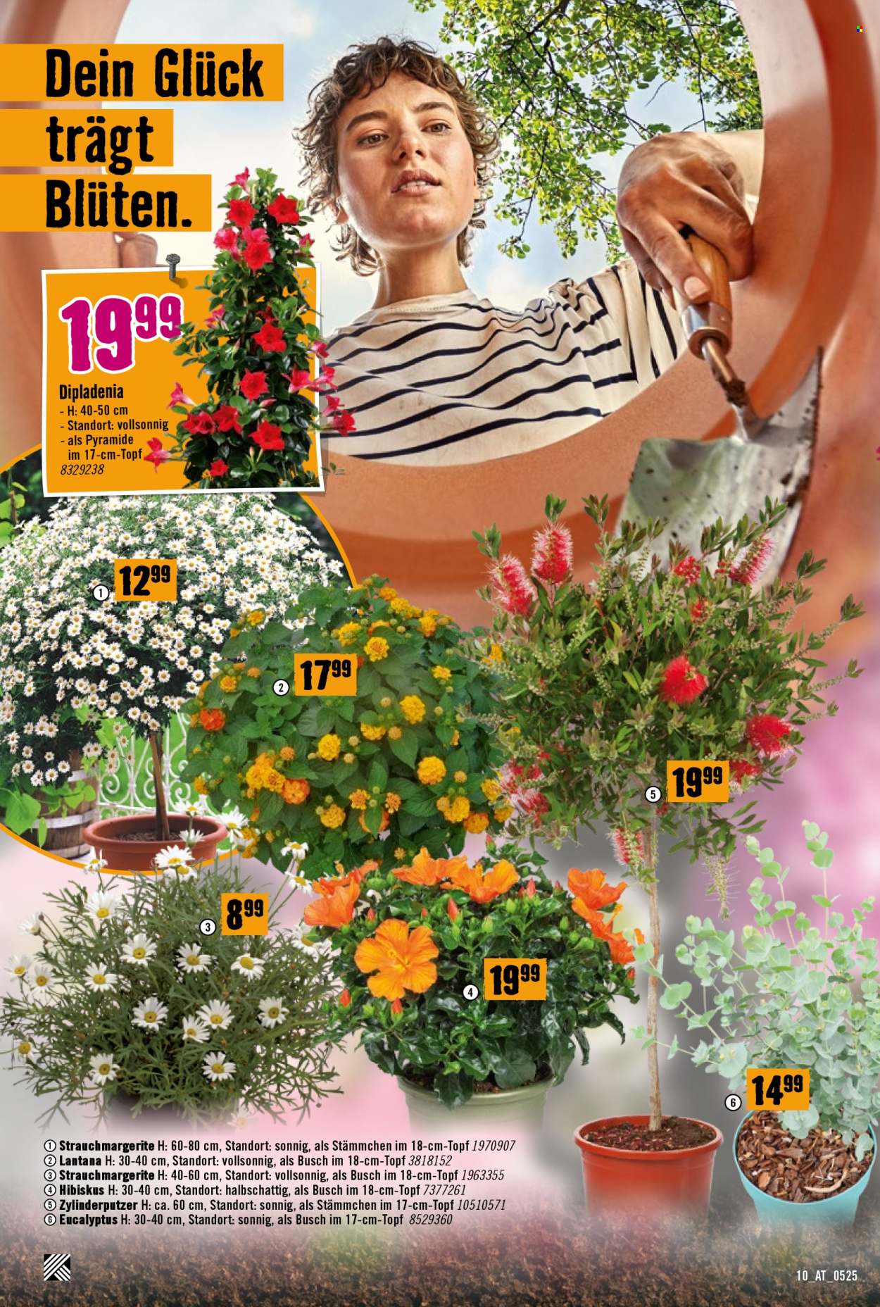 Angebote Hornbach - 8.5.2025 - 4.6.2025. Seite 1