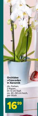 Orchidee »Cascade« in Keramik