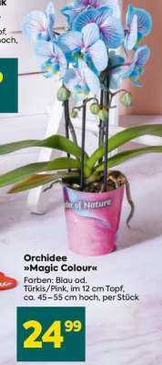 ORCHIDEE MAGIC COLOUR