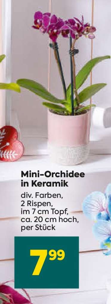 MINI-ORCHIDEE IN KERAMIK