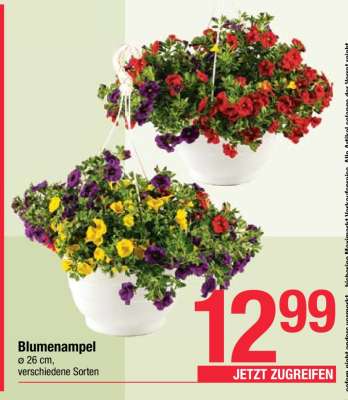 Blumenampel