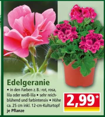 Edelgeranie