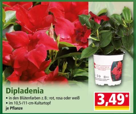 Dipladenia