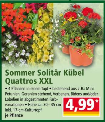 Sommer Solitär Kübel Quattros XXL