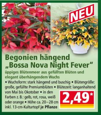 Begonien hängend „Bossa Nova Night Fever“