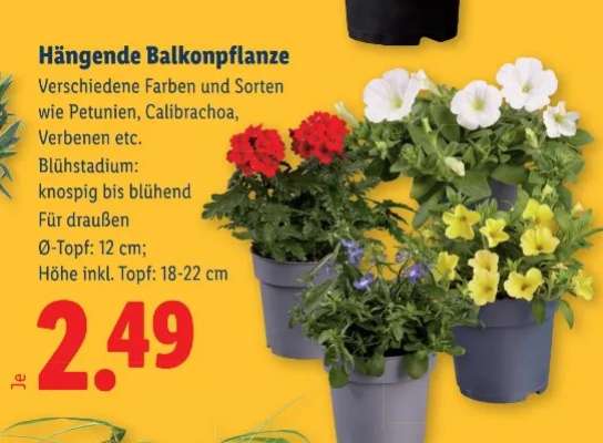 Hängende Balkonpflanze