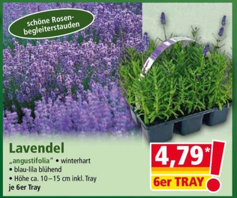 LAVENDEL