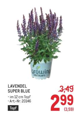 LAVENDEL SUPER BLUE