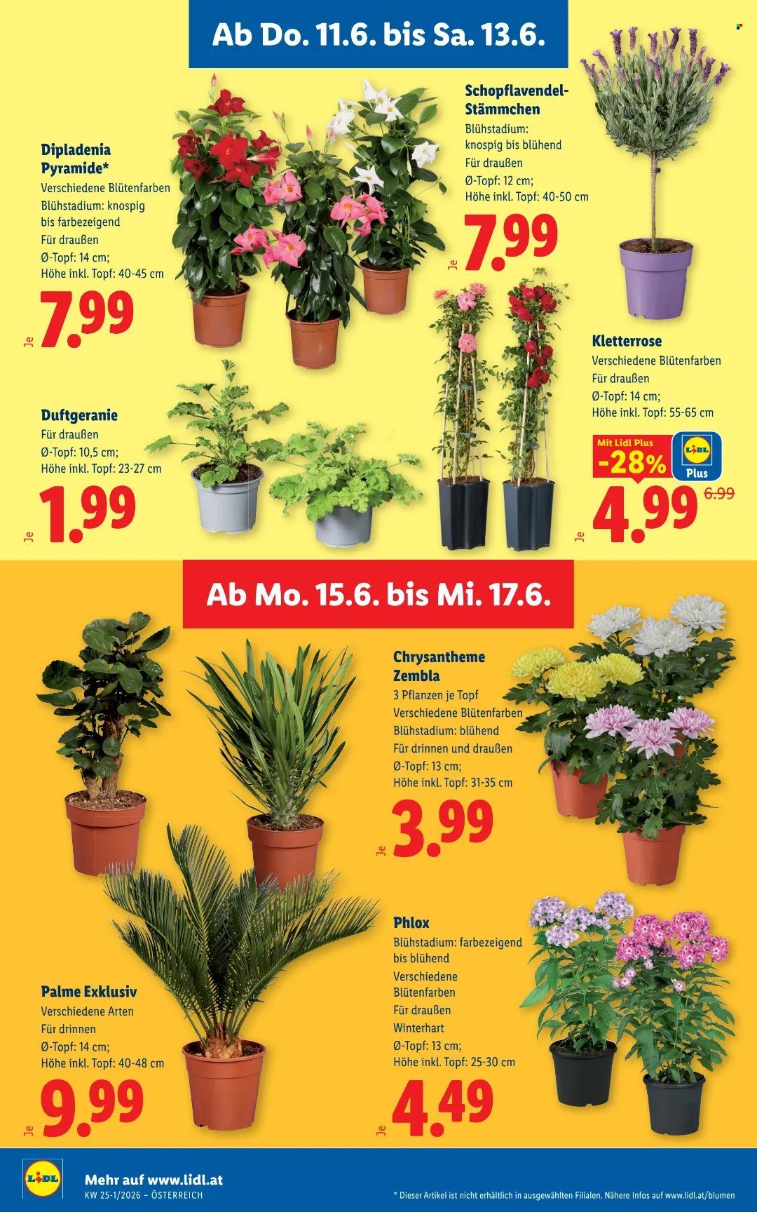 Angebote Lidl - 11.6.2026 - 17.6.2026. Seite 34