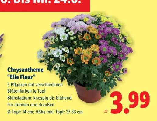Chrysantheme 'Elle Fleur'