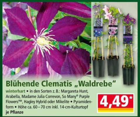 Blühende Clematis „Waldrebe“