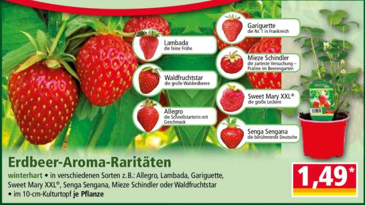 Erdbeer-Aroma-Raritäten