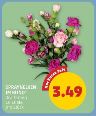 SPRAYNELKEN IM BUND