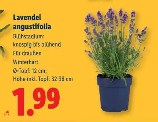 Lavendel Angustifolia