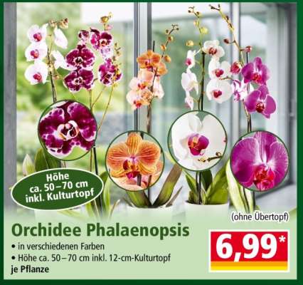 Orchidee Phalaenopsis