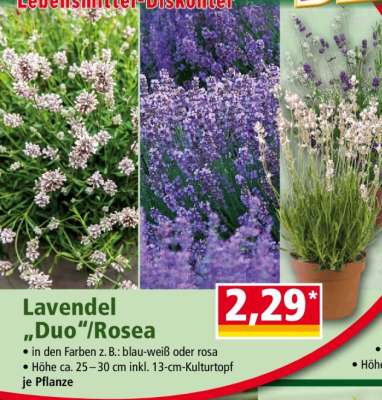 Lavendel „Duo“/ Rosea
