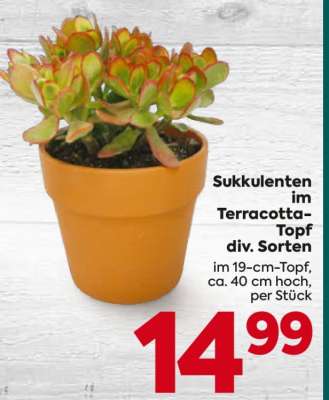 Sukkulenten im Terracotta-Topf div. Sorten