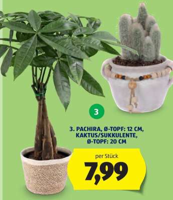 PACHIRA, Ø-TOPF: 12 CM, KAKTUS/SUKKULENTE, Ø-TOPF: 20 CM