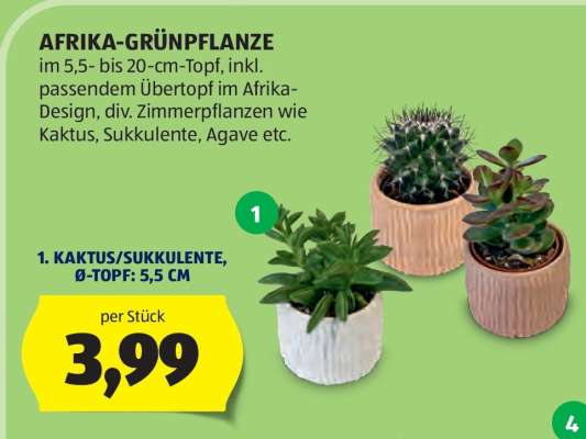 AFRIKA-GRÜNPFLANZE