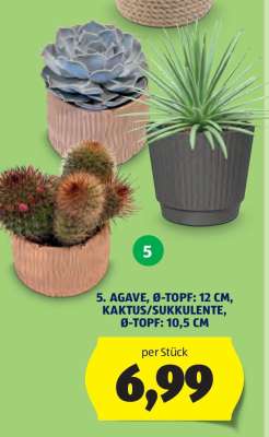 5. AGAVE, Ø-TOPF: 12 CM, KAKTUS/SUKKULENTE, Ø-TOPF: 10,5 CM