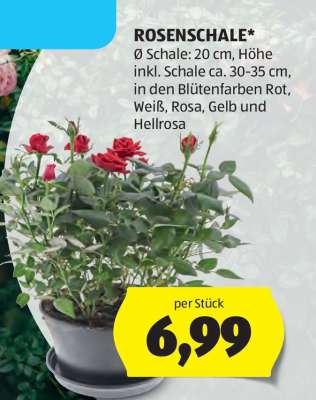 ROSENSCHALE