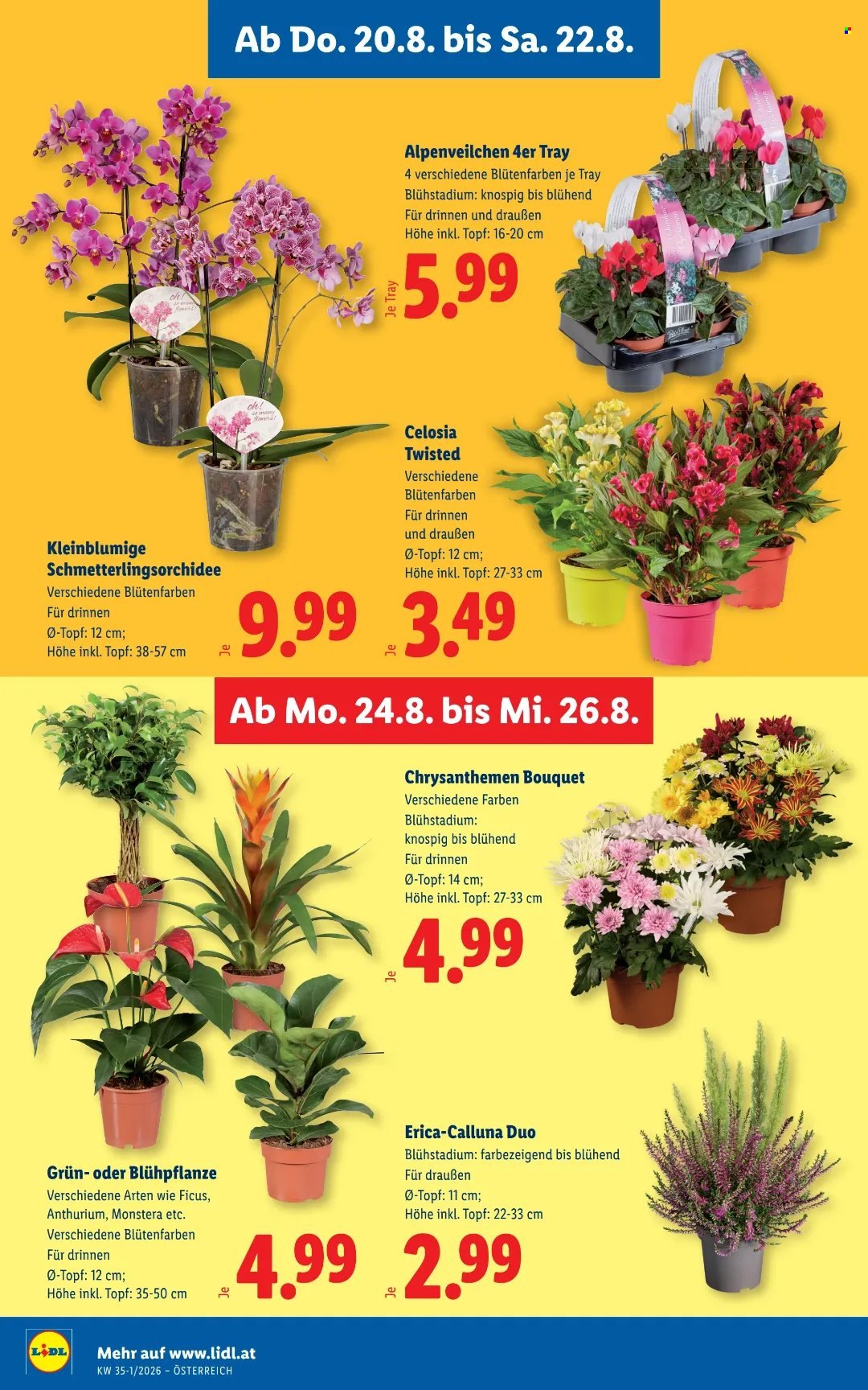 Angebote Lidl - 20.8.2026 - 26.8.2026. Seite 30